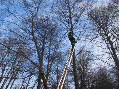 Hasiči zachraňovali kočku ze stromu.