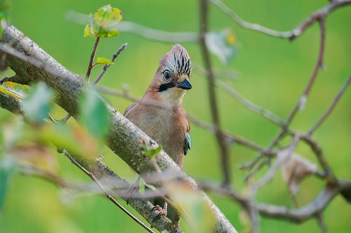 Uvízlá ve větvích čekala na pomoc