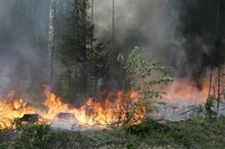 U požáru lesa na Vsetínsku zasahovaly tři jednotky hasičů.