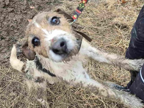 Hasiči zachránili uvězněného psa z betonového potrubí