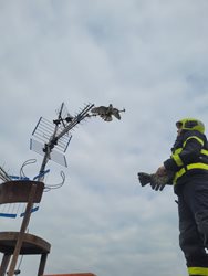 Záchrana poštolky z antény v Ostravě-Porubě