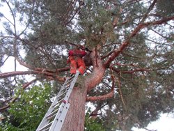 Přivolaní hasiči zachránili ze stromu kočičku Vendulku, která byla dva dny v koruně stromu a nemohla slézt dolů.