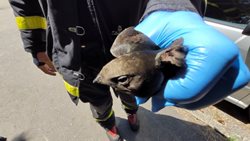 Moravskoslezští hasiči zachraňovali během neděle hned tři ptáky