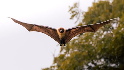 Tísňové volání kvůli Batmanům. Hasiči uklidili netopýry