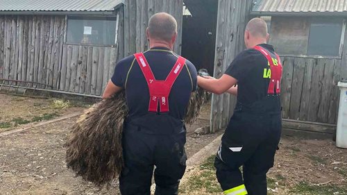 Srnec uvízl v třímetrovém příkopu, pštros se vydal k silnici. Hasiči zažili dva netradiční zásahy