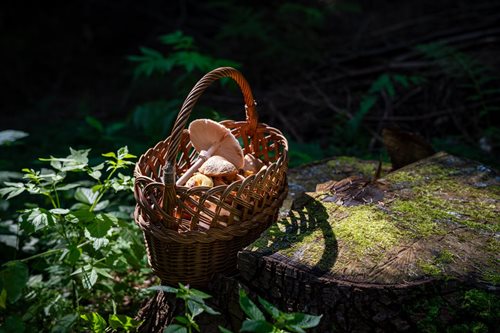 Houbaření má svá rizika: Jak předejít nebezpečným situacím v lese