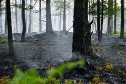 Požár lesa v Děčíně - Jalůvčí