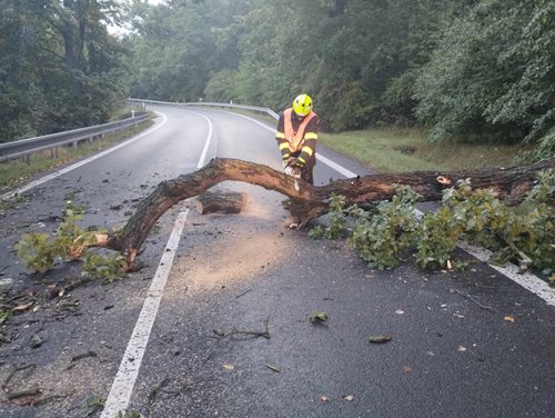 Silné deště zaměstnaly hasiče, v noci odstraňovali popadané stromy