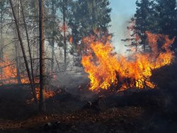 Ve zvláštním stupni poplachu se potýkalo s požárem lesa 70 hasičů a vrtulník