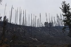 Souhrn činnosti odřadu HZS Pk na požár v Hřensku za období 26.7. - 1.8.2022