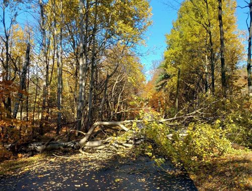 Silný vítr lámal stromy: Hasiči zasahovali na desítkách míst
