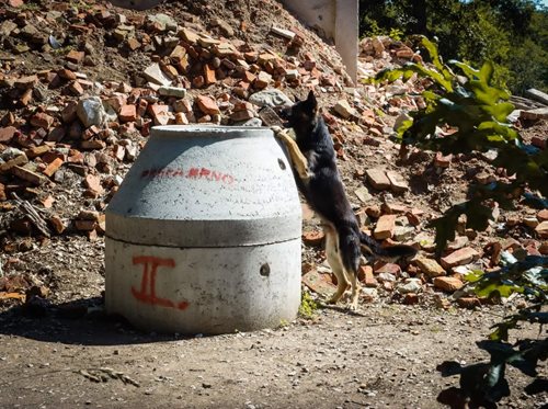 Hrdinové na tlapách: Jak psi hasičů trénují záchranu v troskách