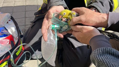 Požár v kuchyni ohrozil životy a zasáhl i domácího mazlíčka