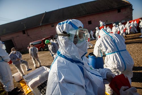Nebezpečná nákaza si vyžádá likvidaci chovu