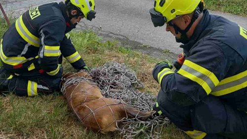 Srna uvízla v plotě, hasiči ji bezpečně vyprostili
