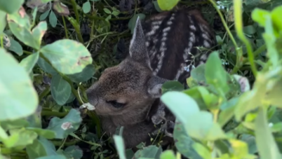 Drony zachraňují srnčata před smrtí pod žacími stroji. Každý nalezený život má svůj příběh