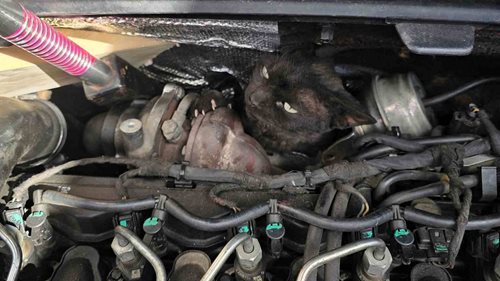 Kocour uvízl v motorovém prostoru auta. Na pomoc mu vyrazili hasiči