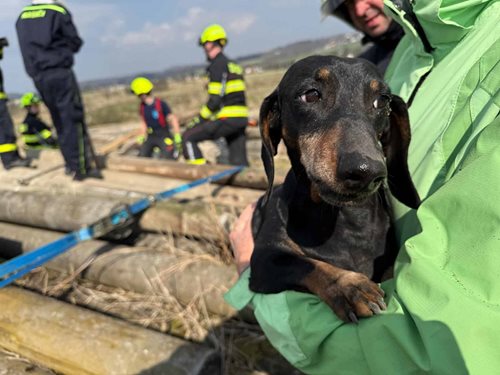 Zvědavost málem stála život malého psa