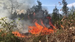 Sedm hasičských jednotek likvidovalo požár lesa u Chabičova na Olomoucku.VIDEO