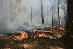 Máme za sebou tři dny bohaté na požáry. Téměř polovina z nich byla v přírodním prostředí