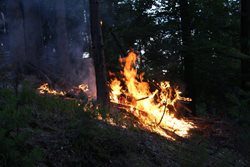 Požár lesního porostu u obce Rynoltice
