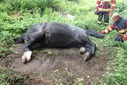 Hasiči zachraňovali na Bruntálsku koně s nohou zaklesnutou v jímce