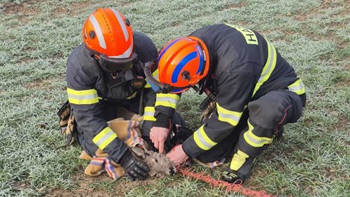 Záchrana v poslední chvíli rozhodla o osudu srny