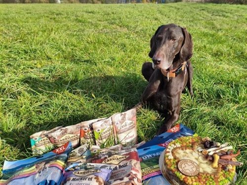 Život zachraňoval i v zahraničí. Záchranářský pes Darren končí službu