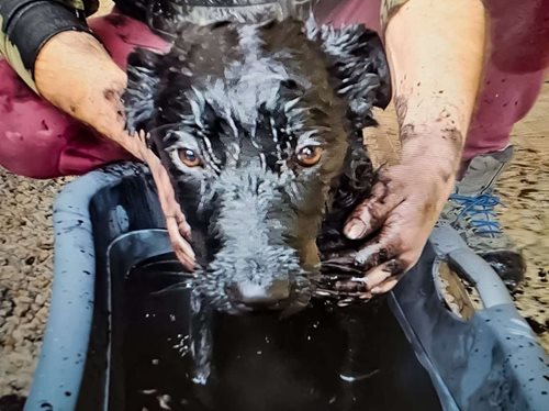 Hasiči zachránili štěně z ledové nádrže