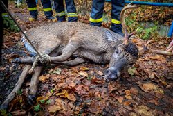 Hasiči v Odrách zachránili jelence z náhonu rybníka, zvíře vyvázlo bez zranění