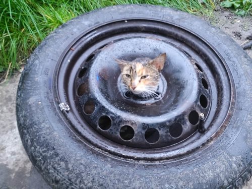 Kočičí inspektorka v nesnázích: Hasiči ji zachránili