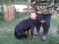 Pes spolu s kunou uvíznul v kanalizační rouře na hranicích se Slovenskem.Hasičům se je podařilo vyprostit.Kuna však již nejevila známky života