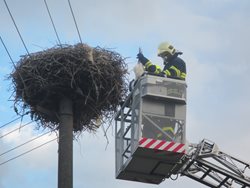 Záchrana mladého čápa z drátů elektrického napětí v Napajedlech na Zlínsku. Ve chvíli, kdy velitel zásahu oznámil, že čáp je mrtvý, ten se probral k vědomí.
