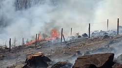 Požár lesního porostu u Hoštic nad Labem