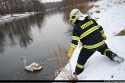 Záchrana labutě z šachty v Brňanech okres Litoměřice