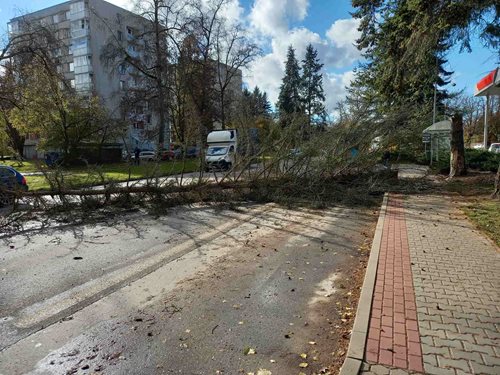 Silný vítr zaměstnal hasiče v Královéhradeckém kraji
