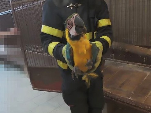 Hasiči zachránili uvězněného papouška z vrcholu stromu