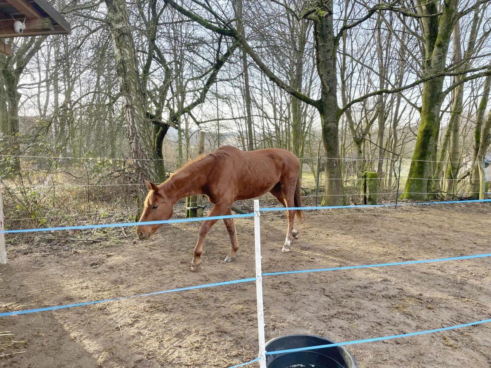 6-Foto-zachrana-kone-(1).jpeg 6-Foto-zachrana-kone-(1).jpeg