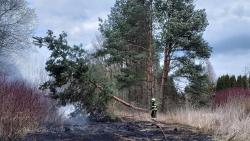 Pád stromu způsobil požár porostu