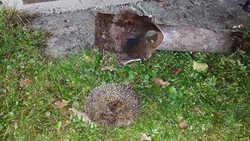  Na zaklíněného ježka hasiči použili hydraulické nůžky