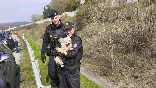 Zásah u nehody přerušil útěk psa