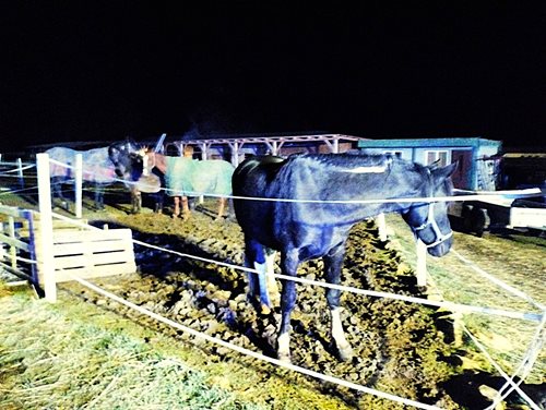 Tragédie ve stájích: Požár zničil budovu, hasiči zachránili většinu koní