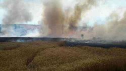 Požár zničil 10 hektarů pšenice v Kobeřicích u Brna