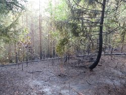 Požár lesa na Tišnovsku hasil i vrtulník