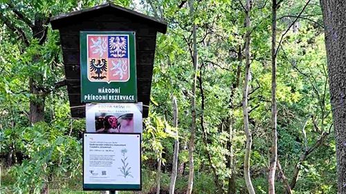 Pozor na sršně. Po bodnutí musel pro několik osob vrtulník, hasiči našli hnízdo u turistické cesty