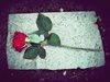rose-770724_960_720.jpg