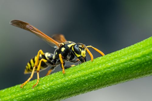 Mladé ženě ve Veľké Fatře pomáhali po štípnutí vosou horští záchranáři i vrtulník
