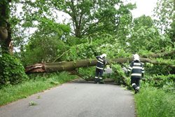 Odstranění vyvráceného stromu v Podbořanech, který spadl na dvě zaparkovaná auta