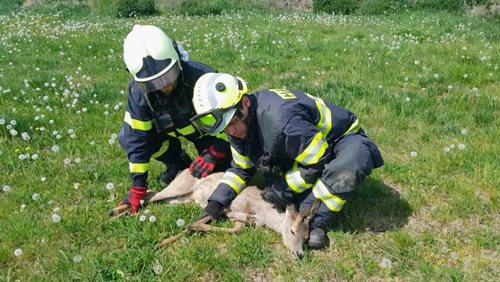 Srnka uvízla v šachtě, hasiči ji dostali zpět na svobodu