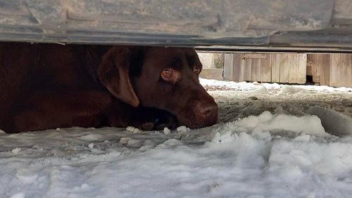 Hasiči zachránili labradora zaklíněného pod vozidlem, majitelka prožívala chvíle strachu